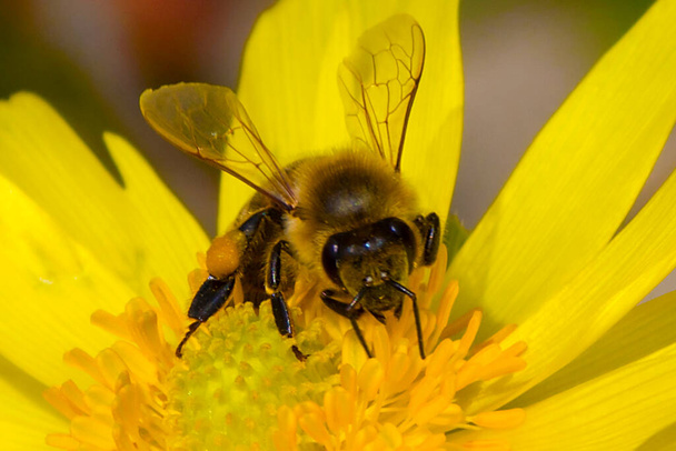 Pszczoła miodna, ekstrakcja nektaru z kwiatów ogrodowych, proces zapylania - Zdjęcie, obraz