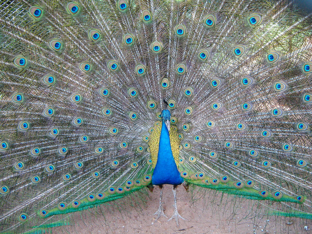 Portrait d'un paon joliment lâche queue ouverte. Un magnifique oiseau tropical exotique exhibant ses belles plumes sur sa queue
. - Photo, image
