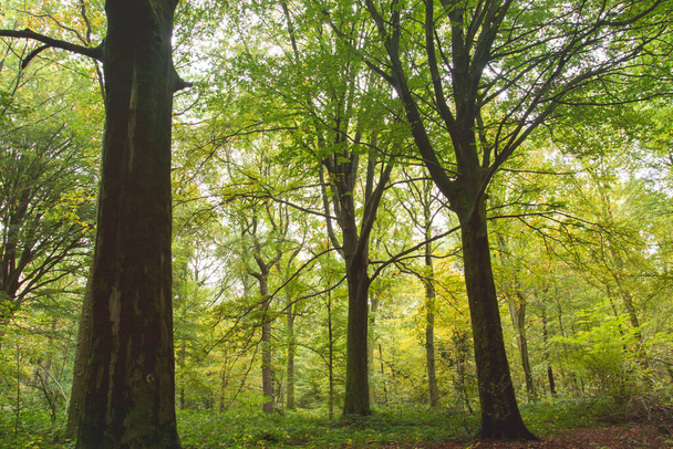 Beech trees forest at the end of the summer  - Foto, Imagen