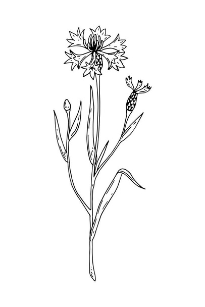 Handgetekende vector illustratie van een korenbloem geïsoleerd op wit. Grasplant tekening in een schets stijl - Vector, afbeelding