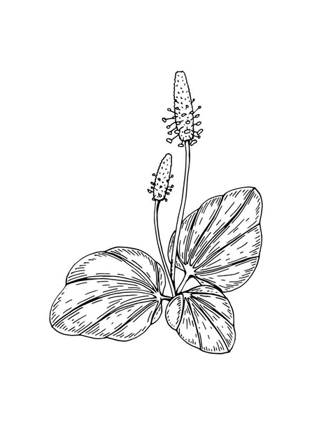 Käsin piirretty vektori kuva plantain eristetty valkoinen. Niitty kasvi piirustus luonnos tyyli
 - Vektori, kuva