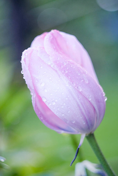 tulip bloomed in spring after rain - Foto, Bild
