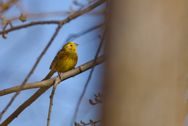 Selective focus photo. Yellowhammer bird, Emberiza citrinella.  - Photo, Image