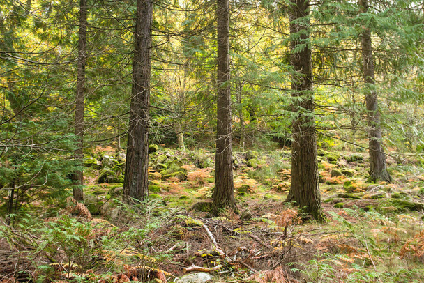 Autumnal landscape in mixed woodland  - Фото, зображення