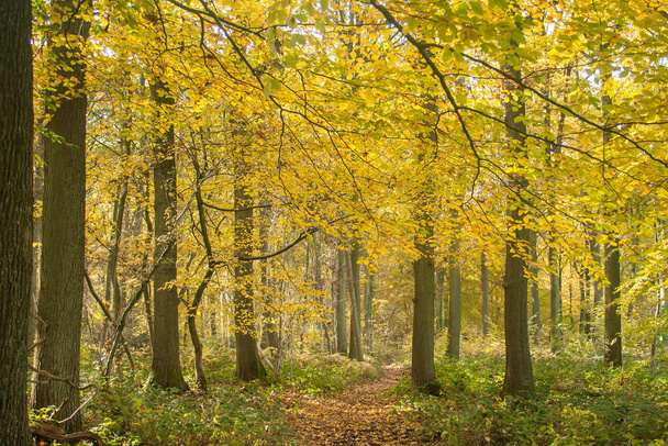 Fagus or beech trees autumnal foliage  - Zdjęcie, obraz