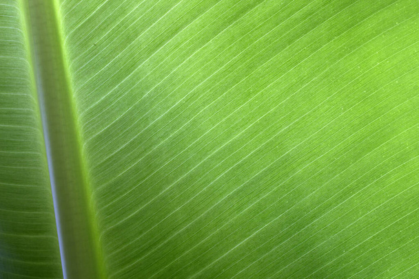 Close up of banana tree leaf for brochure, presentation, greeting card, slideshow, banner, book cover, magazine, poster, flyer. - Foto, afbeelding
