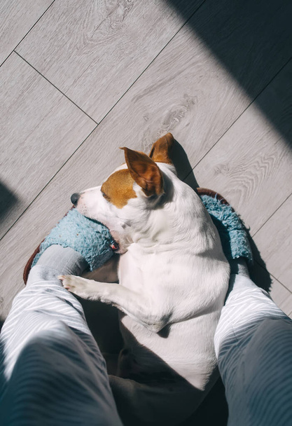 Donna che indossa morbide pantofole lavorate a maglia rilassante a casa, giocando con il cane. Jack Russel terrier. Stile di vita confortevole. Nessun stress
. - Foto, immagini