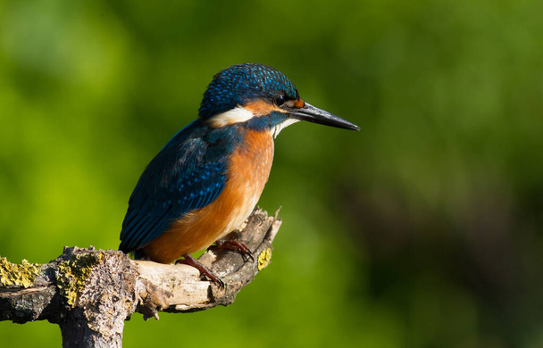 Common kingfisher, Alcedo atthis. A young bird sits on an old beautiful dry branch. - 写真・画像