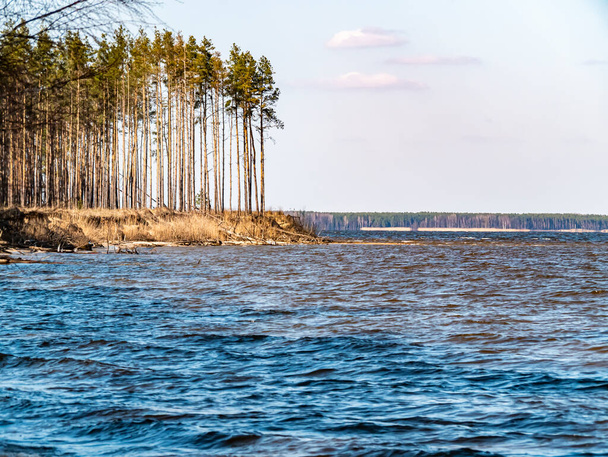 Water horizon with a pine shore against a blue cloudy sky. Natural background. A place for fishing. Background image. Place for text. Landscape. Sunny day. Blue sky. - Photo, Image