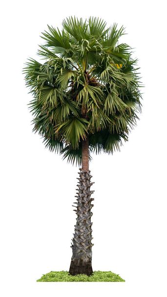 Washington Palm Tree beyaz zemin üzerinde izole edilmiş ve kırpma yolu ile grafik için uygun yüksek çözünürlüklü - Fotoğraf, Görsel
