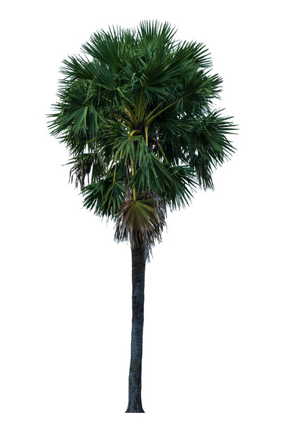 Washington Palm Tree eristetty valkoisella taustalla korkea resoluutio sopii graafinen leikkausreitillä
 - Valokuva, kuva