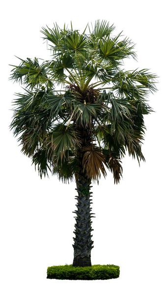 Washington Palm Tree geïsoleerd op witte achtergrond met een hoge resolutie geschikt voor grafische met clipping pad - Foto, afbeelding
