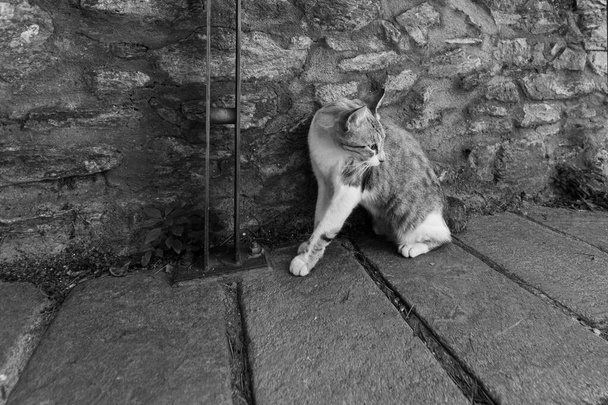 Een kat kijkt nieuwsgierig rond in een straat van een dorp, horizontaal beeld in zwart-wit - Foto, afbeelding