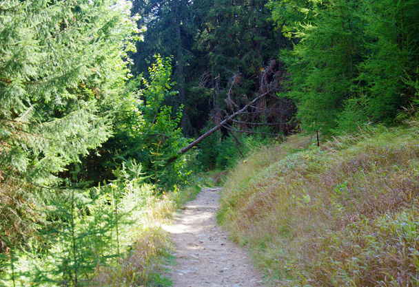 μονοπάτια στη σκιά των δέντρων στο δάσος για να περπατήσει και να τρέξει για την ευημερία των ανθρώπων - Φωτογραφία, εικόνα