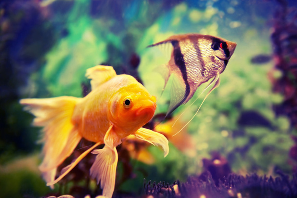 barevné ryby v akváriu - Fotografie, Obrázek