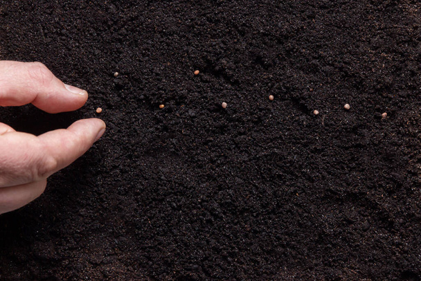Mano dell'agricoltore piantare un seme nel concetto di azienda agricola ecosostenibile del suolo
 - Foto, immagini