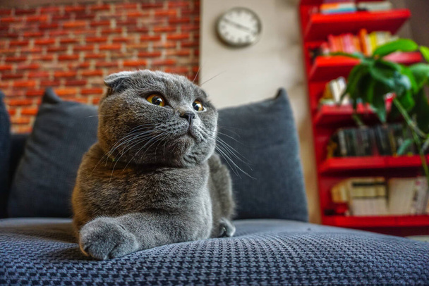 słodkie scottish krotnie kot portret z bliska widok patrząc na aparat - Zdjęcie, obraz