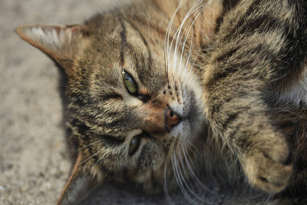 A szürke alvó macska portréja - Fotó, kép