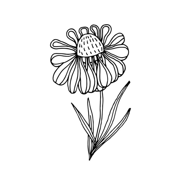 Field plants, flowers in doodle style. Stylized floral objects for design. Logo decorative twigs, leaflets, flowers. - Vektor, obrázek