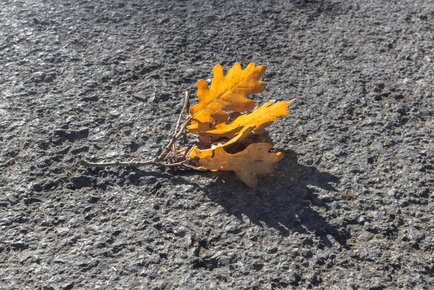 Umgestürzte Eichenblätter. Gelbes Laken auf grauem Asphalt. Herbstblätterfall. Laub in der Sonne. Kontrast der Farben in der Natur. Oktober im Park. Muster eines orangen Blattes mit einem Baum. - Foto, Bild