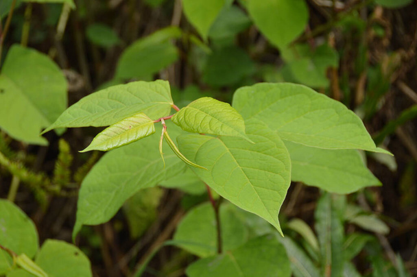 The fast-growing, invasive, plant Japanese Knotweed or 'Polygonum cuspidatum' or Fallopia japonica' - Photo, Image