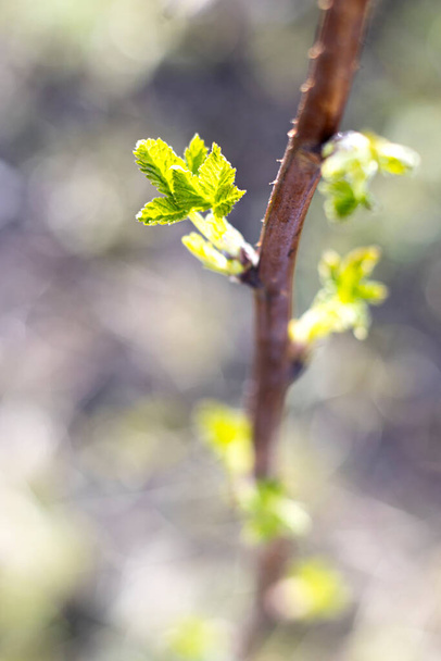 first spring green gooseberry leaves close-up. shrub seedlings ready for planting. - Foto, afbeelding