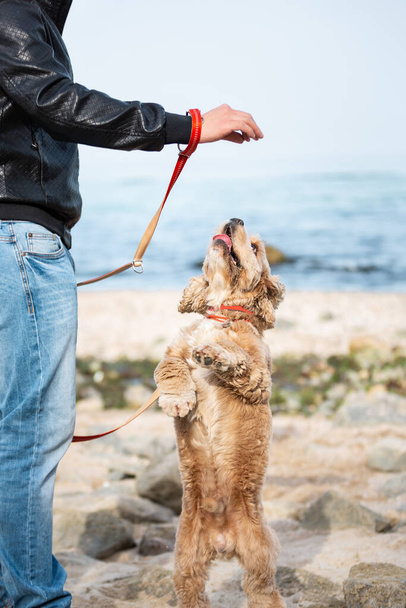 Young man training a dog at the sea shore to make it obedient. Best friends. Dog training and walking outdoors  - 写真・画像