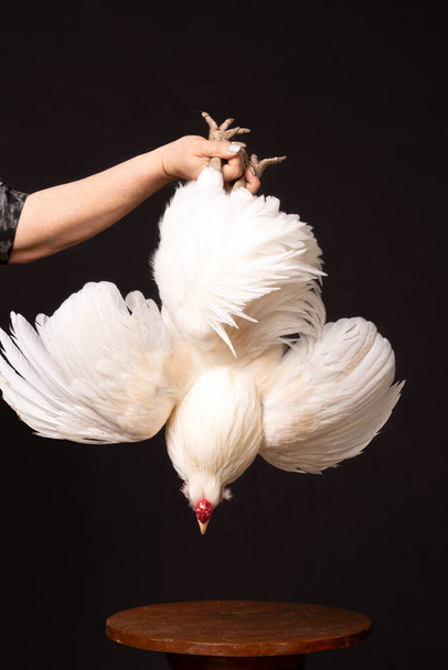 An organic farmer holds a chicken by the legs isolated on a black background - Φωτογραφία, εικόνα