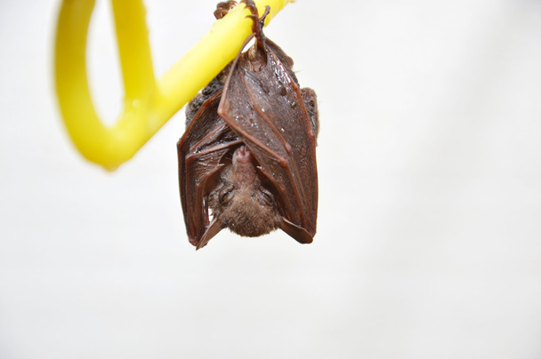 little bat - Photo, Image