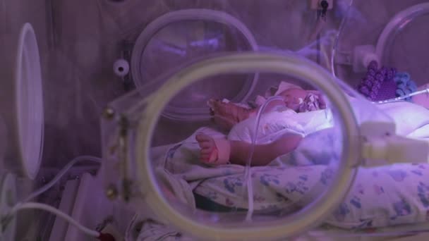 Πόδια μωρού και χέρι σε παράθυρο θερμοκοιτίδας, κλείστε. Ένα νεογέννητο μωρό στην πάνα κουνάει το χέρι του στον ύπνο. Επιπλοκές γέννησης. - Πλάνα, βίντεο
