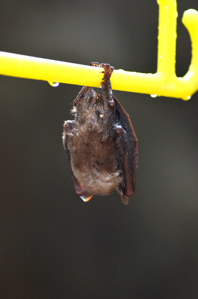 little bat - Photo, Image