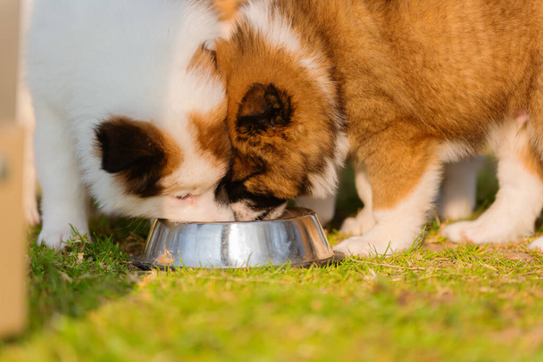 picture of elo puppies at a feeding bowl - Фото, изображение