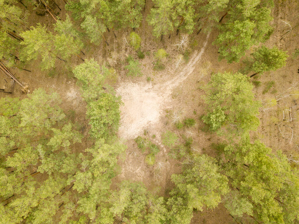 Kiefern im Nadelwald im zeitigen Frühjahr. Luftdrohne - Foto, Bild