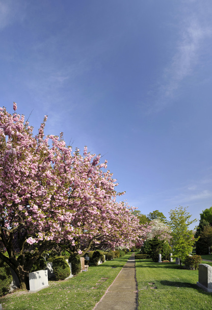 Primavera Blossom em um cemitério pacífico
 - Foto, Imagem