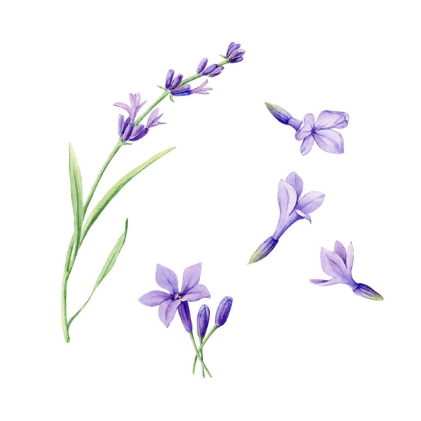 Set von handgezeichneten Aquarell botanische Illustration von frischen Lavendelblüten. Element für die Gestaltung von Einladungen, Webseiten, Hochzeitseinladungen, Textilien und anderen Objekten. Isoliert auf Weiß. - Foto, Bild
