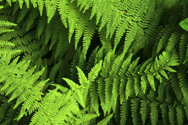 Backdrop of lush green forest ferns - Fotoğraf, Görsel