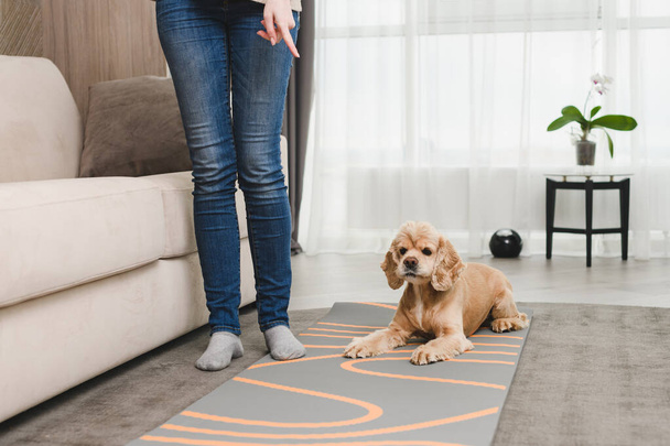 Weibchen in Jeans trainieren Haustier im Wohnzimmer, Befehl zum Sitzen, gehorsamer Cockerspaniel-Hund auf Teppich - Foto, Bild