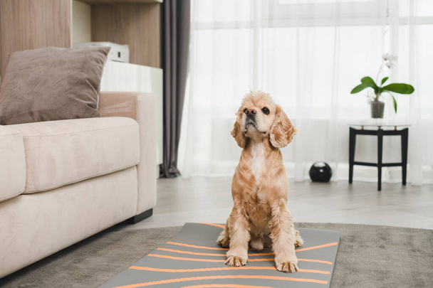 Well-groomed obedient cocker spaniel sitting at living room carpet near sofa, trained by people, lovely pet - Foto, Imagen
