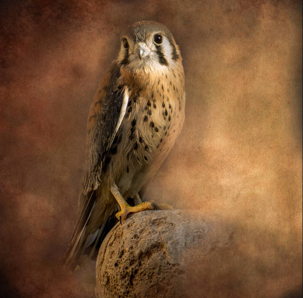 71332 _ An American Kestrel resting on a residential courtyard fountain on a sunny morning in Cave Creek, Arizona - Textured Background
 - Фото, изображение