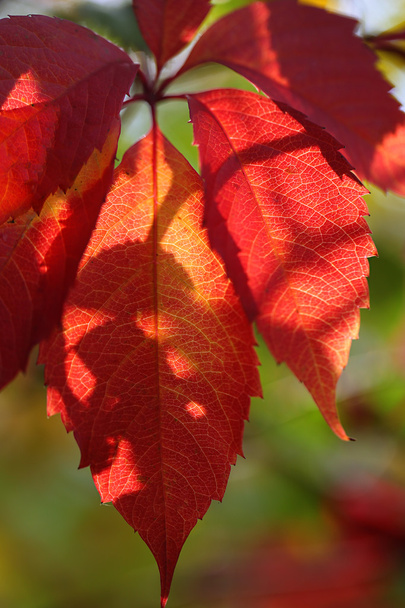 Red leaves on bright background - Valokuva, kuva