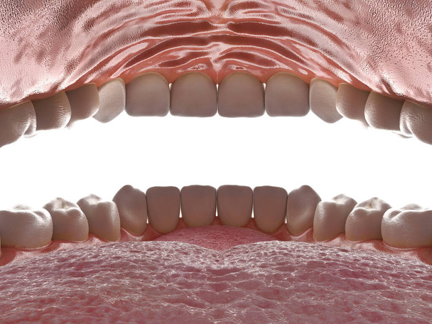 Lidská dutina ústní. Uvnitř otevřených úst. Čelist s vyceněnými zuby. Zdravé zuby. Zubní péče a ortodontický koncept. 3D vykreslování - Fotografie, Obrázek