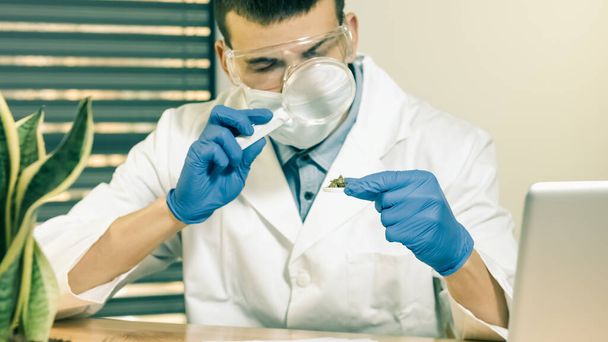 Scientist examining cannabis buds - Photo, Image