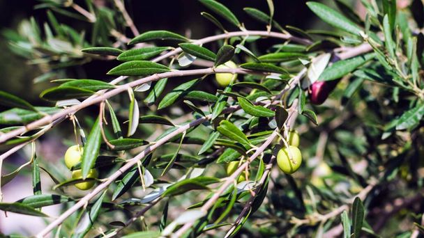 Зеленые оливки в саду Израиля
 - Фото, изображение