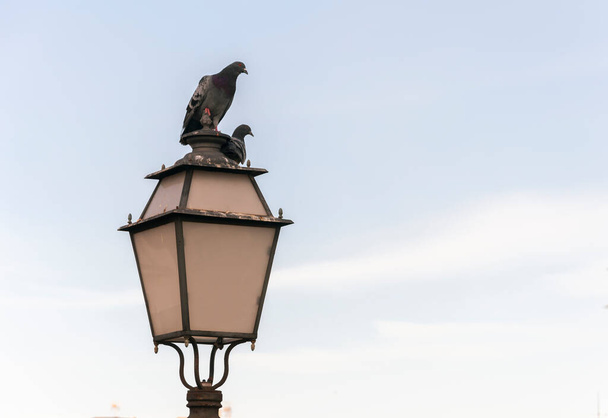 Para gołębi na latarni o zachodzie słońca - Zdjęcie, obraz