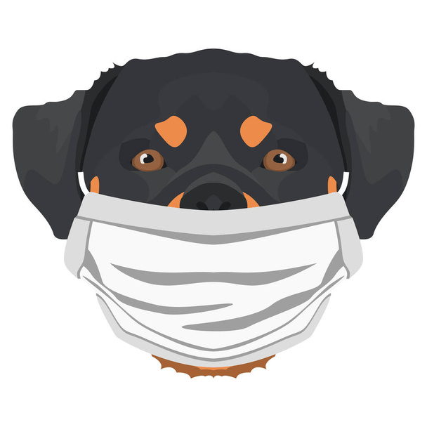Illustration eines Rottweilers mit Atemschutzmaske. In dieser Zeit der Pandemie ist das Design eine schöne Grafik für Hundefans - Vektor, Bild