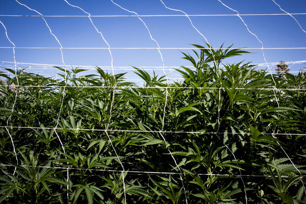 Młode rośliny konopi są wspierane siecią w ogrodzie marihuany - Zdjęcie, obraz