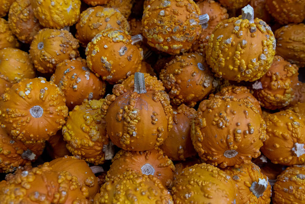 Abóboras Warty para venda no mercado, vista superior, cor laranja, colheita e símbolos halloween
 - Foto, Imagem