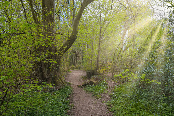 De magie van Perceton bossen in het voorjaar met de ochtendzon weerkaatst door de bomen - Foto, afbeelding