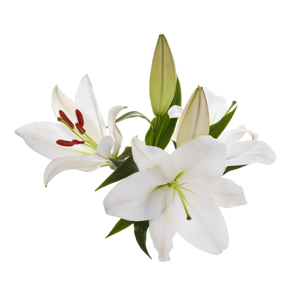 Bouquet of light lilies isolated on white background. - Foto, immagini