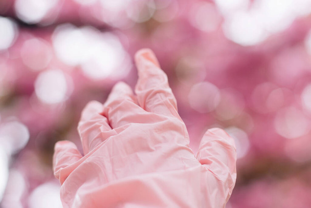 Ręka w różowej rękawicy medycznej na tle kwitnących różowych drzew sakura podczas epidemii wirusa. Oddalanie się od społeczeństwa, trzymaj się z daleka. Zapobieganie i ochrona - Zdjęcie, obraz